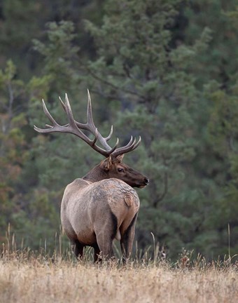 Framed Bull Elk in Montana II Print