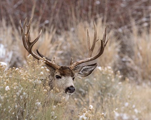 Framed Mule Deer Buck Print