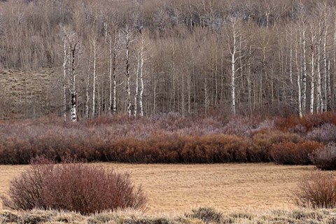 Framed Steens Mountain Meadow Print