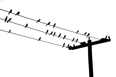 Framed Bird Neighborhood Print