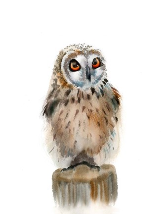 Framed Spotted Owl Print
