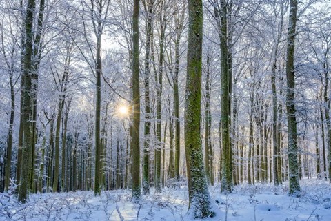 Framed Frosty Forest Print