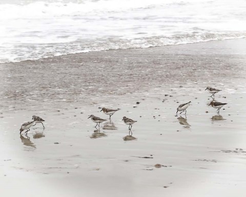 Framed Sandpipers Print