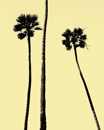 Framed Palm Trees 2000 (Yellow) Print