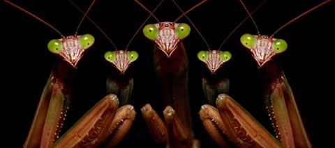 Framed Praying Mantis: Family Portrait Print