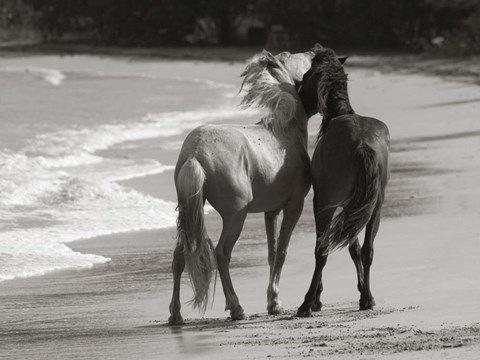 Framed Young Mustangs on Beach Print