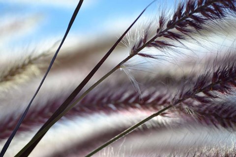 Framed Grasses No. 8 Print