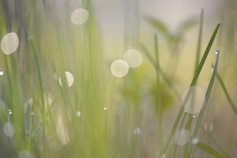 Framed Morning Light No. 2 Print