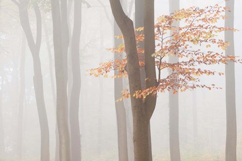 Framed Arnhem Park Zypendaal Print