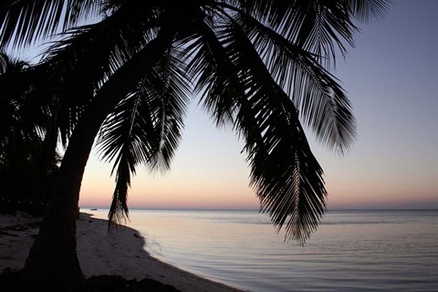 Framed Palm Tree Sunset Print