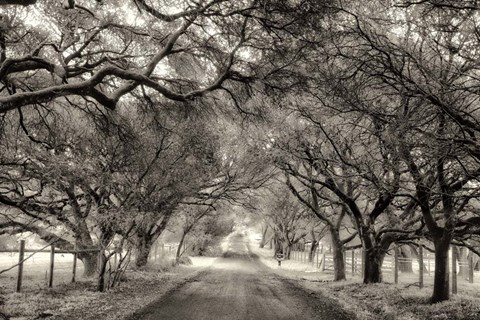 Framed Canopy Print