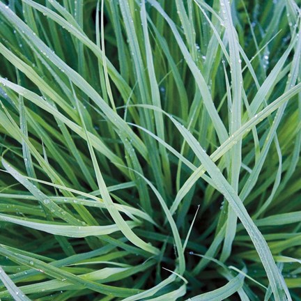 Framed Grass with Morning Dew Print