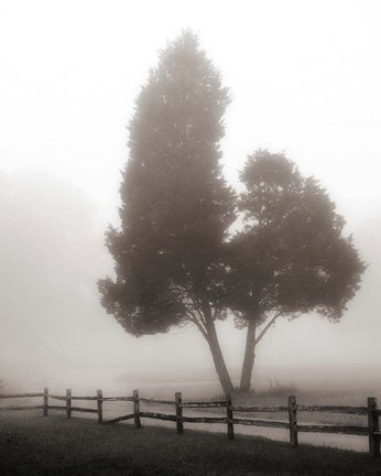 Framed Cedar Tree and Fence Print