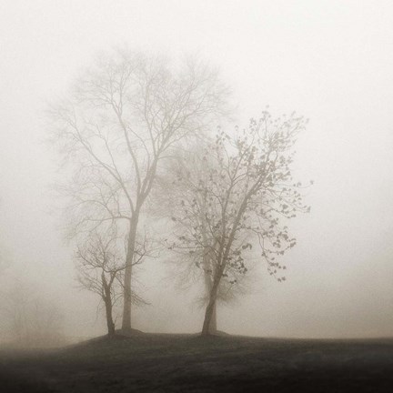 Framed Four Trees in Fog Print