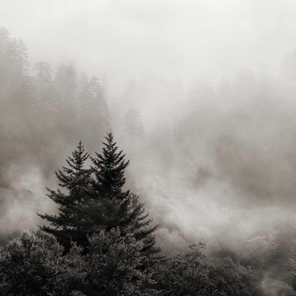 Framed Rising Mist, Smoky Mountains Print