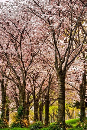 Framed Cherries in Bloom Print