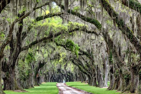 Framed Old South Print