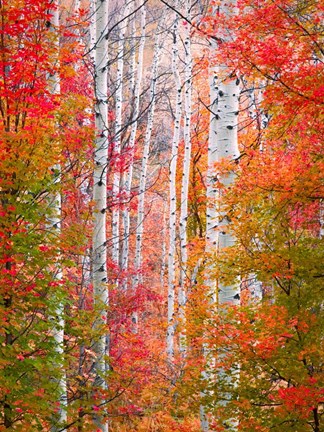 Framed Autumn Passage Print