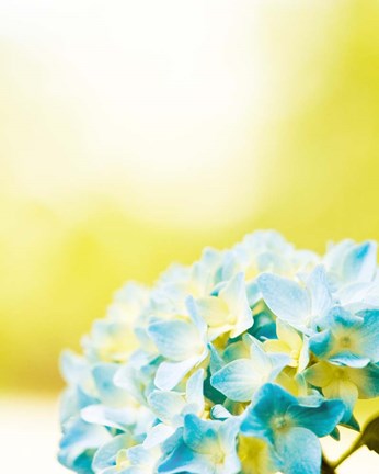 Framed Hydrangea Print