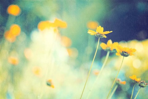 Framed In the Meadow Print