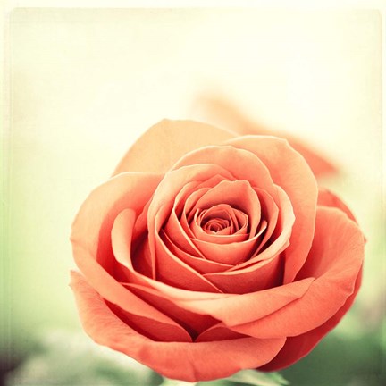 Framed My Perfect Rose Print