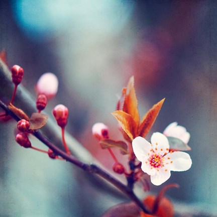 Framed Nature&#39;s Palette Print