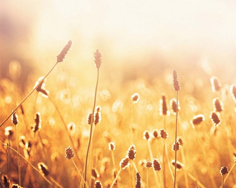 Framed Nothing Gold Can Stay Print