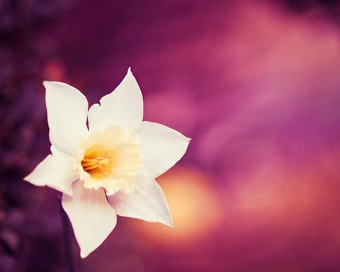 Framed Outburst Print