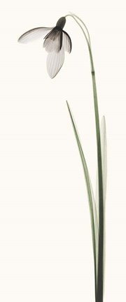 Framed Snowdrop I Print