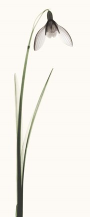 Framed Snowdrop II Print