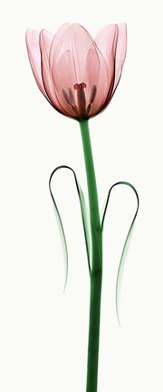 Framed Tulip I Print