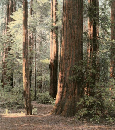 Framed Redwoods 2 Print