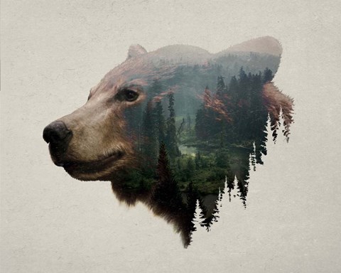 Framed Pacific Northwest Black Bear Print