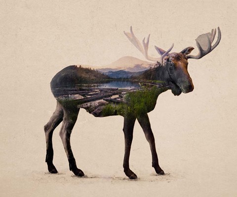 Framed Alaskan Bull Moose Print