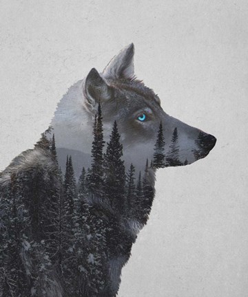 Framed Winter Wolf Print