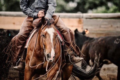 Framed Cutting Horse Print