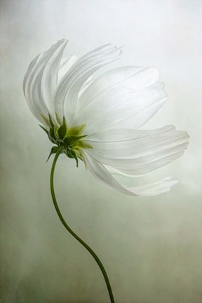 Framed Cosmos Charisma Print