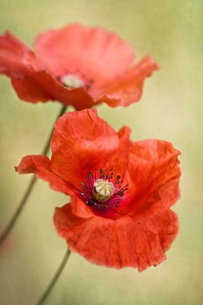 Framed Papaver Passion Print