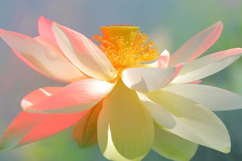 Framed Dancing Queen Print