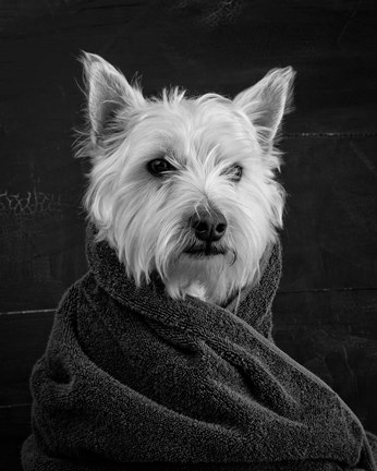 Framed Portrait of a Westy Dog Print