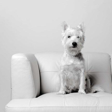 Framed White on White Print