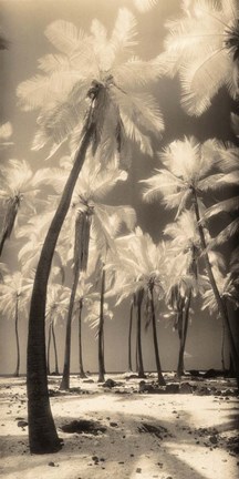 Framed Palm Shadows I Print