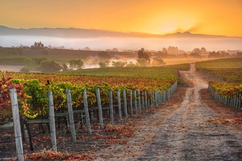 Framed Vineyard Sunrise Print