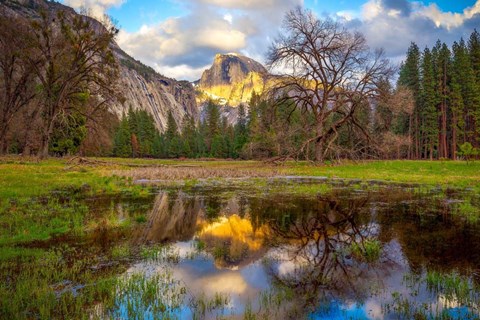 Framed Mother&#39;s Tree Print