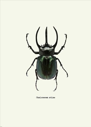 Framed Beetle Black Print
