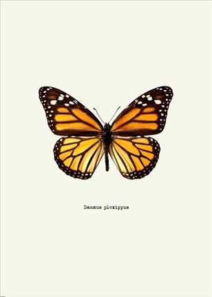 Framed Yellow Butterfly Print