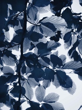 Framed Indigo Leaves Print