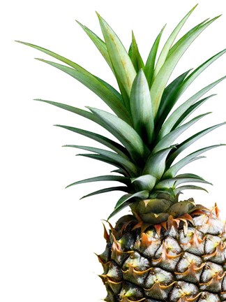 Framed Pineapple (color) Print