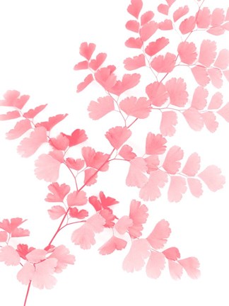 Framed Pink Maidenhair Print
