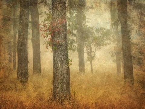 Framed Oak Grove in Fog Print